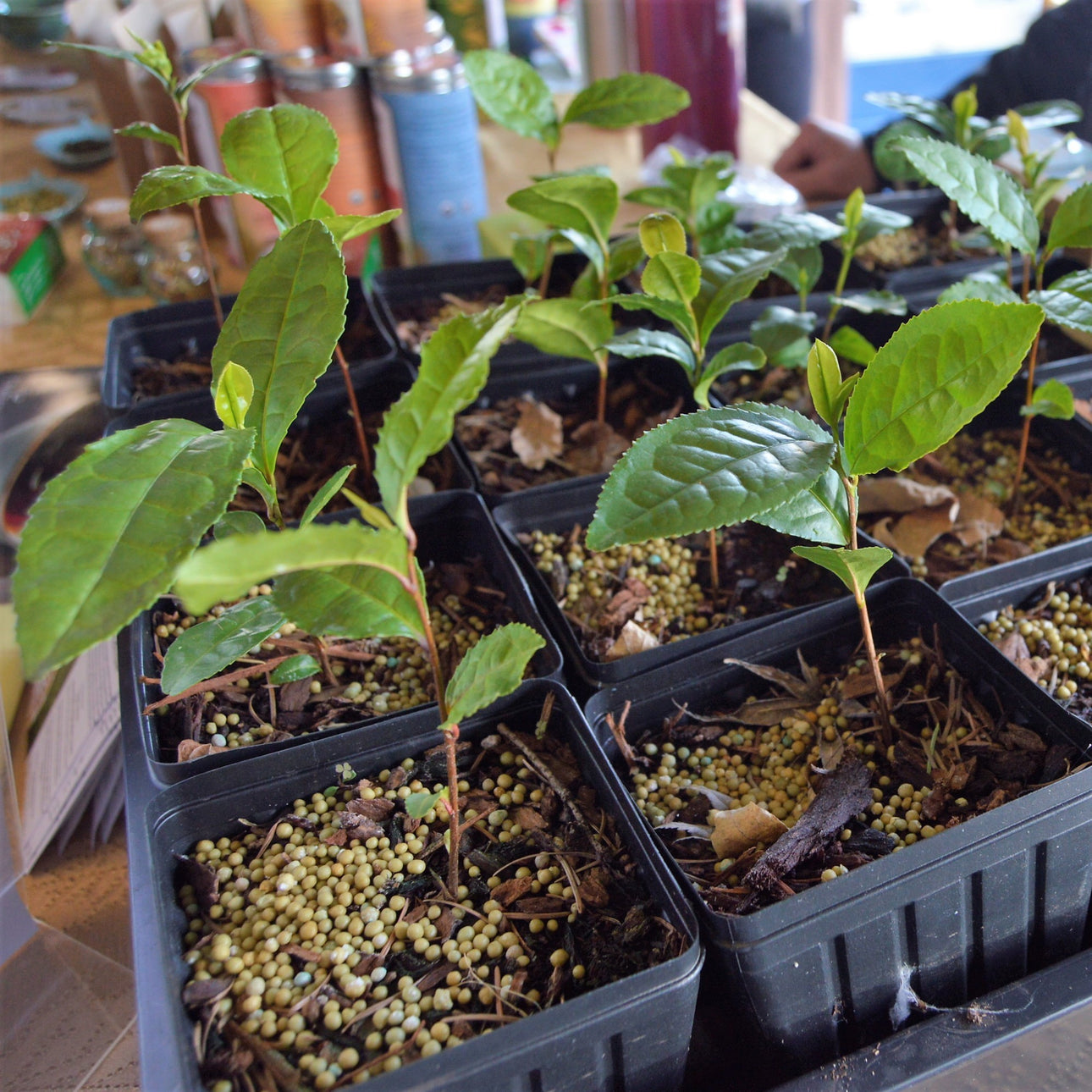 Angela’s Tea Plants | Growing Tea in Oregon